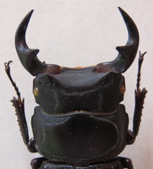 Dorcus curvidens curvidens