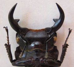 Dorcus curvidens curvidens