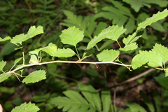 Crataegus submollis