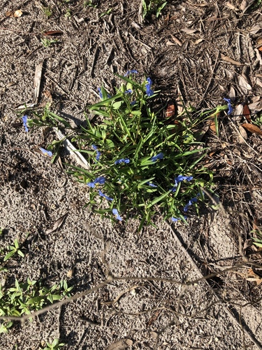 Commelina image