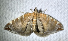 Eulithis molliculata