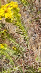 Deinandra clementina