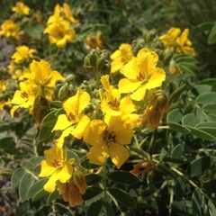 Senna apiculata