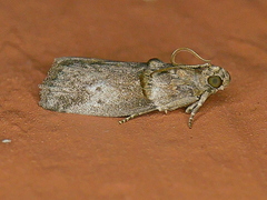 Acrobasis texana