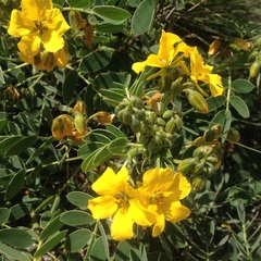 Senna apiculata