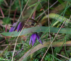 Gentianella rapunculoides