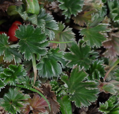 Alchemilla orbiculata