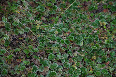 Alchemilla orbiculata