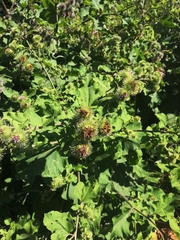 Arctium × ambiguum