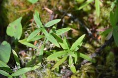 Moehringia