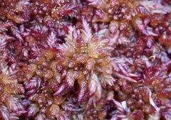 Sphagnum medium