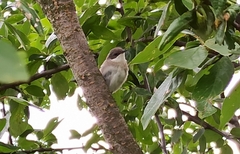 Curruca curruca