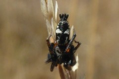 Sergiolus montanus