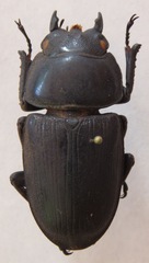 Dorcus curvidens curvidens