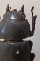 Dorcus curvidens curvidens