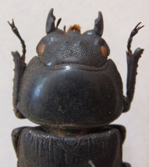 Dorcus curvidens curvidens