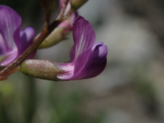 Astragalus bourgovii