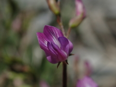 Astragalus bourgovii