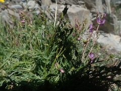 Astragalus bourgovii