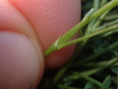 Astragalus bourgovii