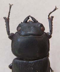 Dorcus curvidens curvidens