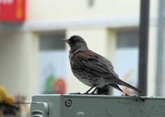Turdus pilaris