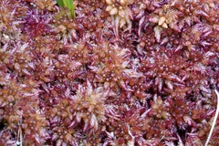 Sphagnum medium