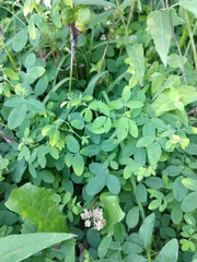 Lespedeza frutescens