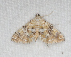 Elophila faulalis