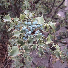 Berberis trifolia