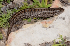 Cape Skink photo 2