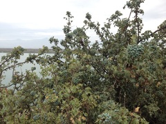 Berberis trifolia
