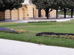 Corvus cornix