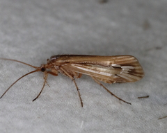 Limnephilus ornatus