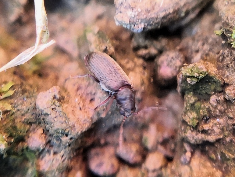 Cacotemnus