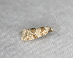 Aethes argentilimitana