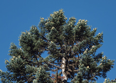 Abies procera
