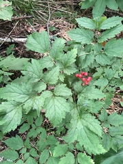 Actaea rubra rubra