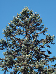 Abies procera