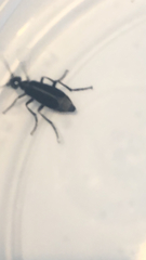 Epicauta cinerea-group