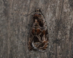Olethreutes tilianum