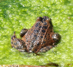 Rana pretiosa
