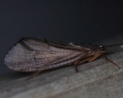 Ptilostomis ocellifera