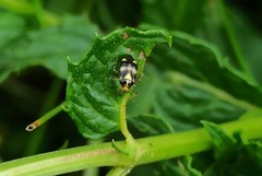 Liocoris tripustulatus