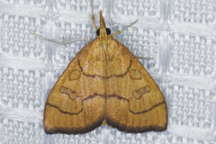 Udea octosignalis