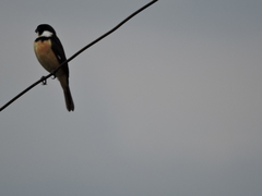 Sporophila torqueola