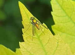 Condylostylus comatus