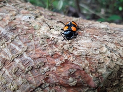 Scaphidomorphus bosci