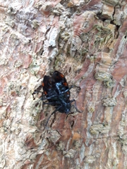 Scaphidomorphus bosci