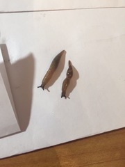 Deroceras caucasicum